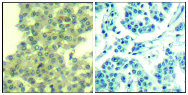 Anti-ERBB3 (Ab-1328) antibody produced in rabbit affinity isolated antibody