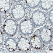 Monoclonal Anti-SCGN antibody produced in mouse Prestige Antibodies&#174; Powered by Atlas Antibodies, clone CL0273, purified immunoglobulin, buffered aqueous glycerol solution