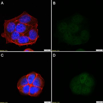 Anti-p-Histone H2A.X (Ser139) Recombinant Antibody, clone C6B recombinant, expressed in Alpaca