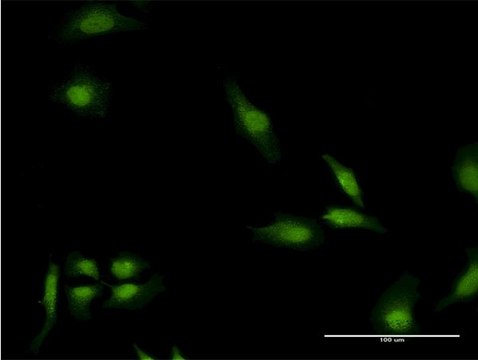 Monoclonal Anti-EEA1, (C-terminal) antibody produced in mouse clone 2G2, purified immunoglobulin, buffered aqueous solution