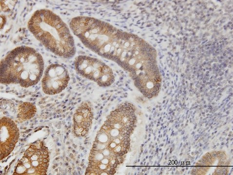 Monoclonal Anti-NPR2 antibody produced in mouse clone 2A6, purified immunoglobulin, buffered aqueous solution