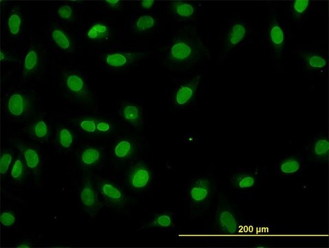 ANTI-HNF4A antibody produced in mouse clone 3C6, purified immunoglobulin, buffered aqueous solution