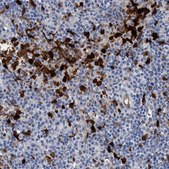 Anti-IDO1 antibody produced in rabbit affinity isolated antibody, buffered aqueous glycerol solution, Ab2