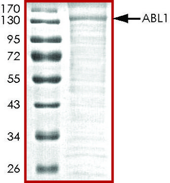 ABL1, active, His tagged human PRECISIO&#174;, recombinant, expressed in baculovirus infected Sf9 cells, &#8805;70% (SDS-PAGE), buffered aqueous glycerol solution