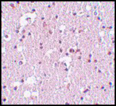 Anti-FRMPD3 antibody produced in rabbit affinity isolated antibody, buffered aqueous solution