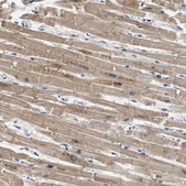 Anti-APOBEC2 antibody produced in rabbit Prestige Antibodies&#174; Powered by Atlas Antibodies, affinity isolated antibody, buffered aqueous glycerol solution