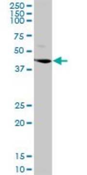 Anti-LGMN antibody produced in rabbit purified immunoglobulin, buffered aqueous solution