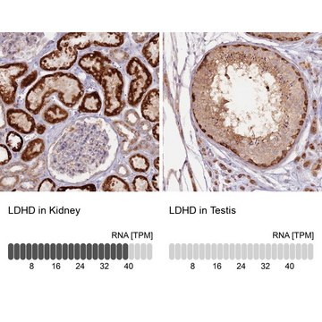 Anti-LDHD antibody produced in rabbit Prestige Antibodies&#174; Powered by Atlas Antibodies, affinity isolated antibody, buffered aqueous glycerol solution