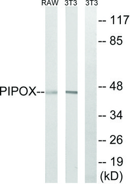 Anti-PIPOX antibody produced in rabbit affinity isolated antibody