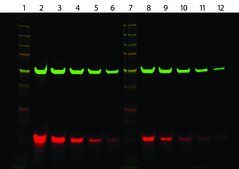 Monoclonal Anti-6X His IgG, CF&#8482;680 antibody produced in mouse ~2&#160;mg/mL, clone 33D10.D2.G8, affinity isolated antibody, buffered aqueous solution