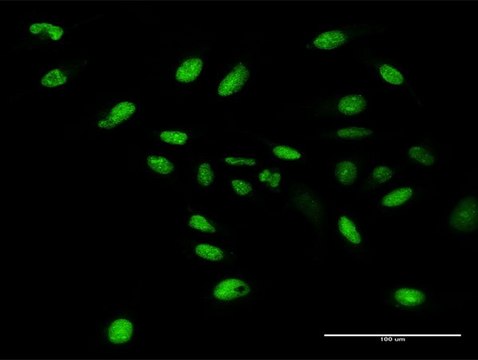 Anti-WDR4 antibody produced in rabbit purified immunoglobulin, buffered aqueous solution