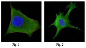 Anti-WNT1 Antibody, clone 10C8 ascites fluid, clone 10C8, from mouse