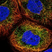 Anti-ERI1 antibody produced in rabbit Prestige Antibodies&#174; Powered by Atlas Antibodies, affinity isolated antibody, buffered aqueous glycerol solution