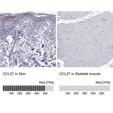 Anti-CCL27 Prestige Antibodies&#174; Powered by Atlas Antibodies, affinity isolated antibody