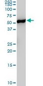 ANTI-YES1 antibody produced in mouse clone 3C6, purified immunoglobulin, buffered aqueous solution