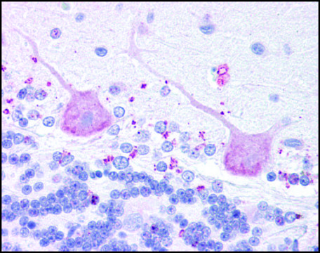 Anti-MCHR2 antibody produced in rabbit affinity isolated antibody, buffered aqueous solution