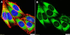Anti-Mucin-2 Antibody, clone 2C8 ZooMAb&#174; Rabbit Monoclonal recombinant, expressed in HEK 293 cells