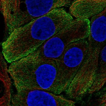 Anti-KLK7 antibody produced in rabbit Prestige Antibodies&#174; Powered by Atlas Antibodies, affinity isolated antibody, buffered aqueous glycerol solution