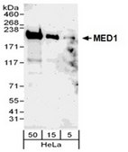 ChIPAb+ MED1 Antibody - ChIP Validated Antibody and Primer Set from rabbit, purified by affinity chromatography