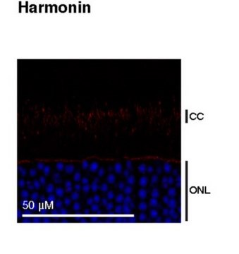 Anti-Harmonin (Ush1C) from rabbit, purified by affinity chromatography