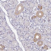 Anti-MT-ND4 antibody produced in rabbit Prestige Antibodies&#174; Powered by Atlas Antibodies, affinity isolated antibody, buffered aqueous glycerol solution