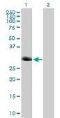 Anti-FOXI1 antibody produced in mouse purified immunoglobulin, buffered aqueous solution