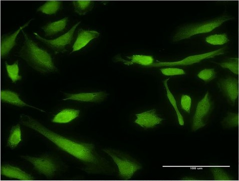 Monoclonal Anti-BIRC4 antibody produced in mouse clone 1F4, purified immunoglobulin, buffered aqueous solution