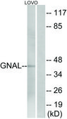 Anti-GNAL antibody produced in rabbit affinity isolated antibody