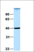 Anti-SELENBP1 affinity isolated antibody