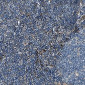 Anti-SIGLEC5 antibody produced in rabbit Prestige Antibodies&#174; Powered by Atlas Antibodies, affinity isolated antibody, buffered aqueous glycerol solution