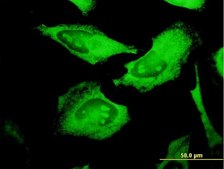 Monoclonal Anti-PROCR antibody produced in mouse clone M2, purified immunoglobulin, buffered aqueous solution