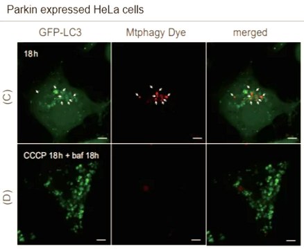 BioTracker&#8482; Mitophagy Live Cell Probe