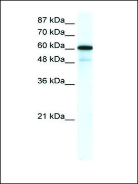 Anti-GABRA1 antibody produced in rabbit affinity isolated antibody