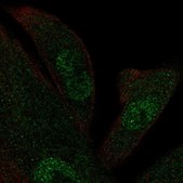 Anti-KIF12 antibody produced in rabbit Prestige Antibodies&#174; Powered by Atlas Antibodies, affinity isolated antibody, buffered aqueous glycerol solution, Ab1