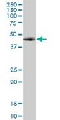 Anti-ADORA2A antibody produced in mouse purified immunoglobulin, buffered aqueous solution