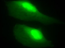 LentiBrite GFP Control Lentiviral Biosensor