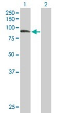 Anti-ZER1 antibody produced in mouse purified immunoglobulin, buffered aqueous solution