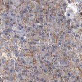 Anti-TSPOAP1 antibody produced in rabbit Prestige Antibodies&#174; Powered by Atlas Antibodies, affinity isolated antibody, buffered aqueous glycerol solution, Ab1