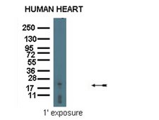 Anti-Osteocalcin Antibody serum, from rabbit