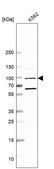 Anti-NAA25 antibody produced in rabbit Prestige Antibodies&#174; Powered by Atlas Antibodies, affinity isolated antibody, buffered aqueous glycerol solution