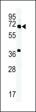 ANTI-MET10 (C-TERMINAL) antibody produced in rabbit affinity isolated antibody, buffered aqueous solution