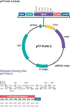 pT7-FLAG&#8482;-2 Expression Vector