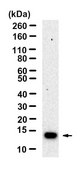 Anti-S100A12 Antibody, clone 1L6 ZooMAb&#174; Rabbit Monoclonal recombinant, expressed in HEK 293 cells