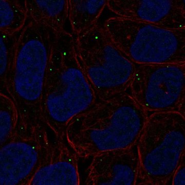 Anti-Pifo Antibody Produced In Rabbit Prestige Antibodies&#174; Powered by Atlas Antibodies, affinity isolated antibody, buffered aqueous glycerol solution