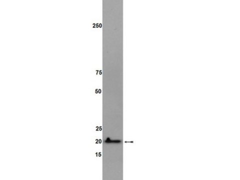 Anti-RhoG Antibody, clone 1F3 B3 E5 clone 1F3 B3 E5, Upstate&#174;, from mouse