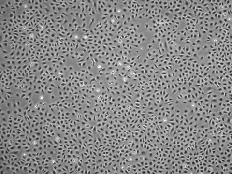 WB-F344 Rat Liver Progenitor Cell Line