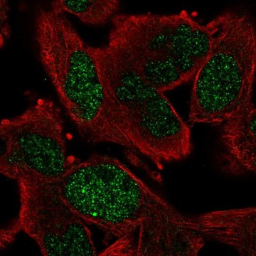 Anti-GEN1 antibody produced in rabbit Prestige Antibodies&#174; Powered by Atlas Antibodies, affinity isolated antibody, buffered aqueous glycerol solution