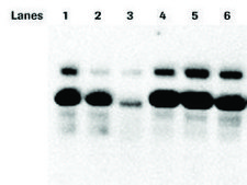 PhosSTOP&#8482; sufficient for 10 10mL buffer preparations, sufficient for 20 10mL buffer preparations, suitable for tissue processing, suitable for immunoprecipitation (IP)