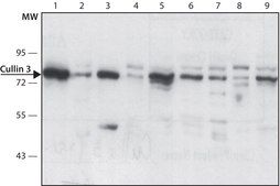 Anti-Cullin 3 (C-terminal) antibody produced in rabbit ~1.0&#160;mg/mL, affinity isolated antibody, buffered aqueous solution