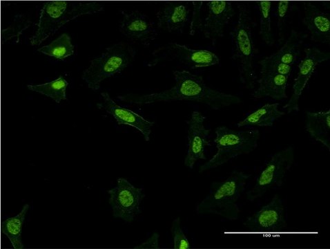 Monoclonal Anti-PQBP1 antibody produced in mouse clone 3H7, purified immunoglobulin, buffered aqueous solution